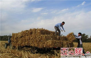 新疆裕民县30多万亩农作物秸秆变废为宝