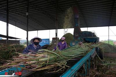 广西:农业企业有序复工 稳住“菜篮子”