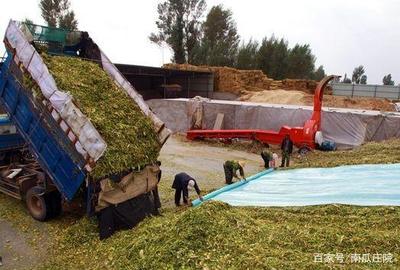 商品化青贮秸秆饲料加工技术,以后养殖利润就靠它了