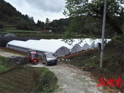 永顺县响塘村依靠香花菌发展循环产业顺利脱贫